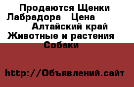  Продаются Щенки Лабрадора › Цена ­ 13 000 - Алтайский край Животные и растения » Собаки   